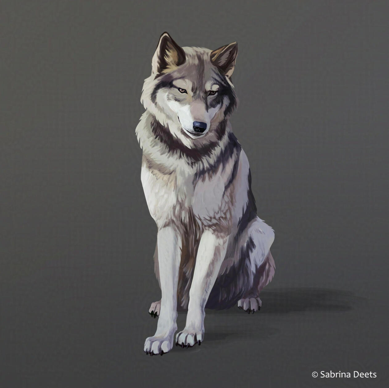 Grey Wolf Study A painting of a grey wolf sitting in an empty grey background.