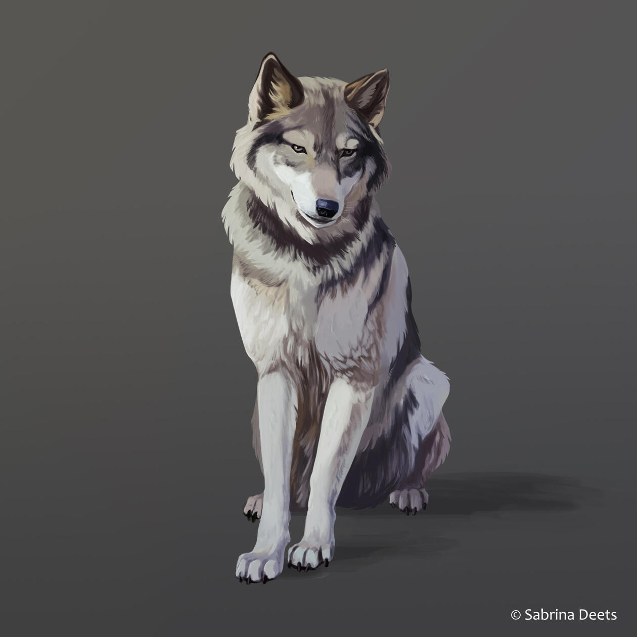 A painting of a grey wolf sitting in an empty grey background.